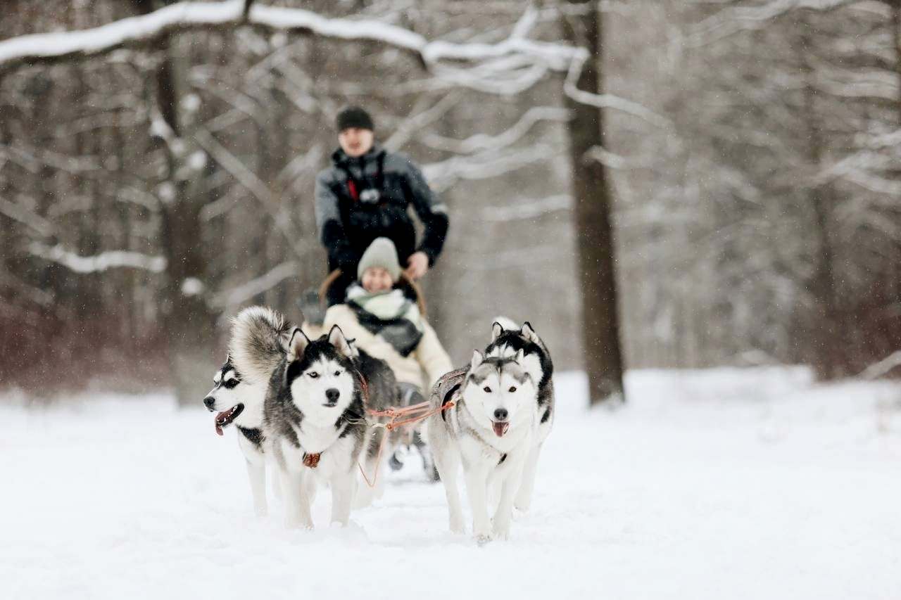 Хаски